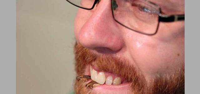 رئيس جمعية «القطعان الصغيرة» مستمتعاً بصرصور مجفف. رويترز