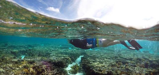 تبييض الشعاب المرجانية دمر 35% من الأجزاء الشمالية والوسطى في الحاجز المرجاني العظيم.  رويترز