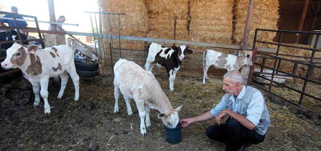 الحيوانات أيضاً تعاني نقصاً كبيراً في المياه.  أ.ف.ب