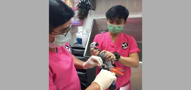 انتشار الهواية بشكل كبير في الأعوام الأخيرة أوجد مراكز متخصصة للعناية

بها تقدم الخدمات التجميلية والبيطرية.

الإمارات اليوم