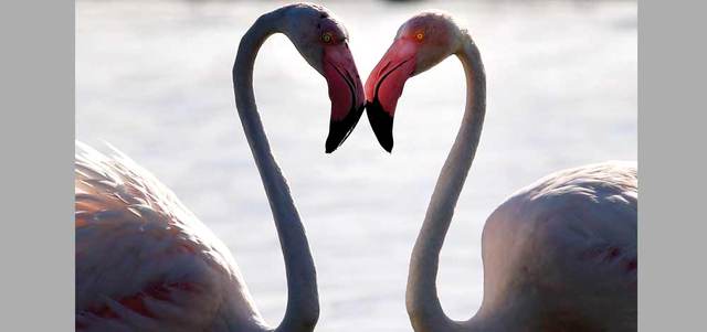 تصوير: باتريك كاستيلو