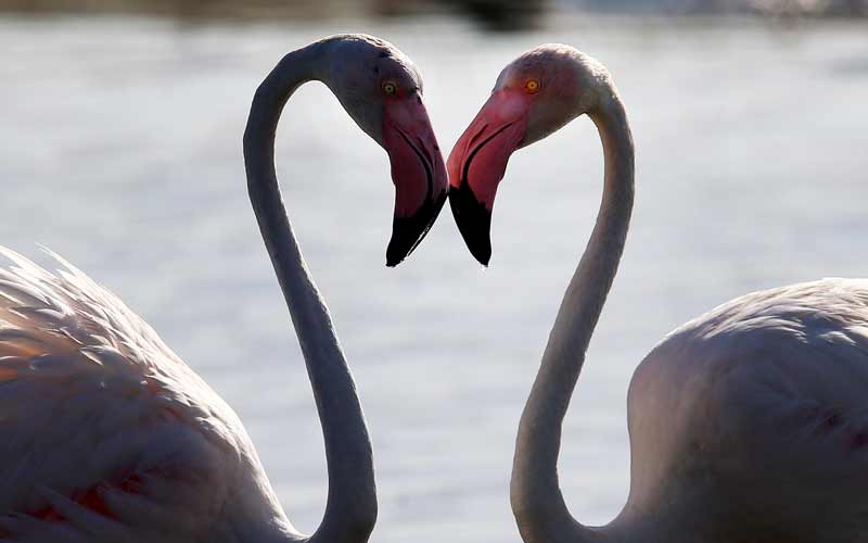 تصوير باتريك كاستيلو .