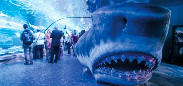 يحمل المعرض مجموعة من الشاشات التفاعلية التي تتيح للحضور التعرف إلى القرش والخصائص التي يحملها هذا الكائن. تصوير: أشوك فيرما