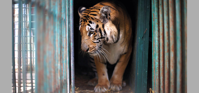 النمر «لذيذ» في حظيرته قبل نقله إلى موطنه الجديد. رويترز