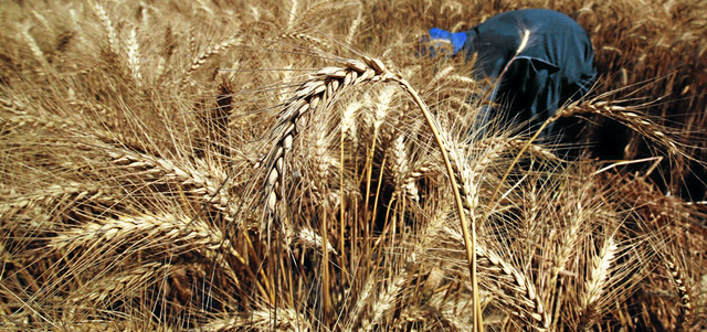 القمح في مصر سلعة استراتيجية لا مجال للعبث بها. رويترز