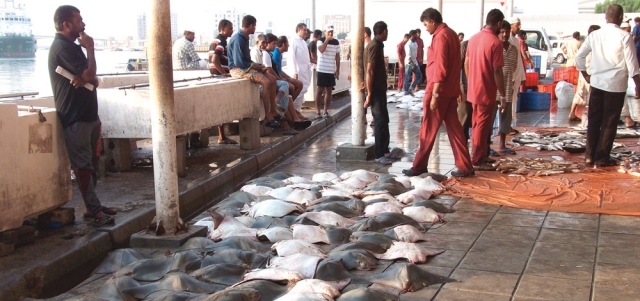 اصطياد اللخمة يتم بواسطة الألياخ لا القراقير بسبب حجمها الكبير الذي لا يسمح بدخولها عبر فتحاتها. الإمارات اليوم