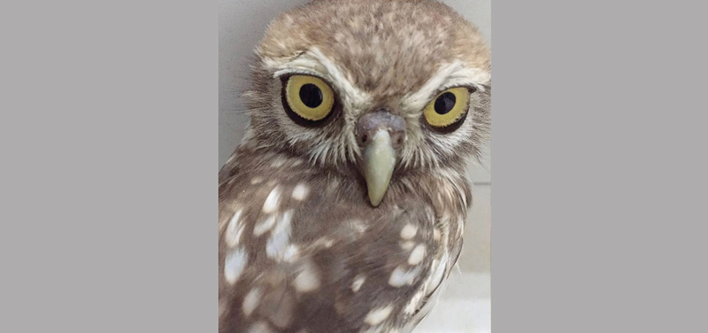 البومة القزمة من الطيور المحظور صيدها أو تداولها. من المصدر