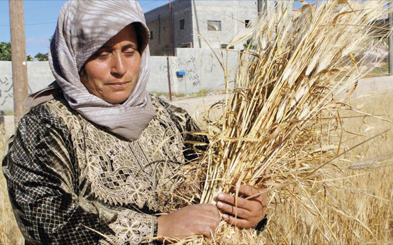 المزارعة أم جمال حسني نجا أطفالها بأعجوبة  بعد تعرضهم لاعتداءات المستوطنين  الوحشية.