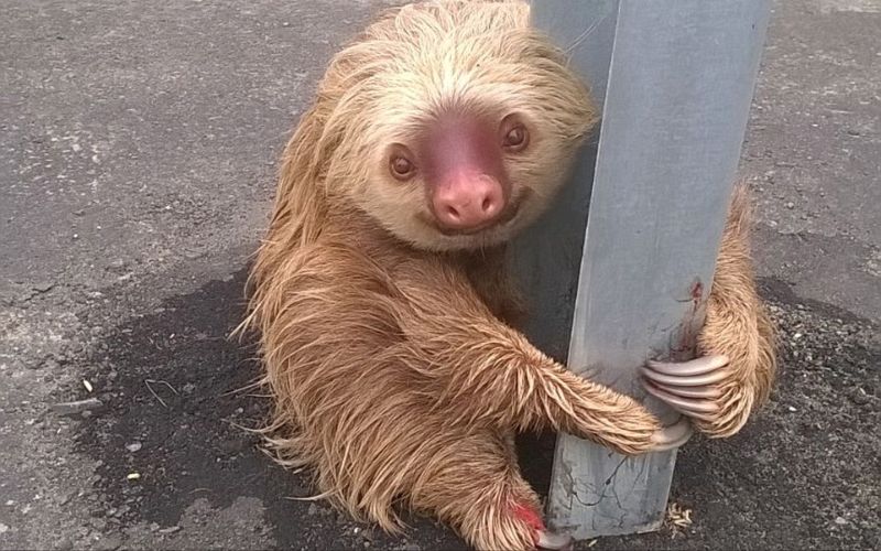 حيوان الكسلان متشبث بعمود كهربائي على الطريق السريع.الأكوادور