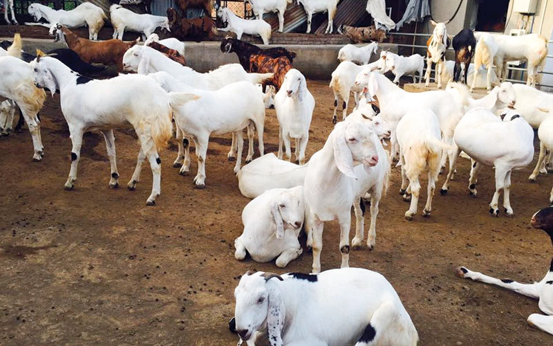 ضبط الحيوانات تم بواقع عمليتين في «منفذ حتا» واحدة في «المدام» وضبطيتين في «مصفوت».

من المصدر