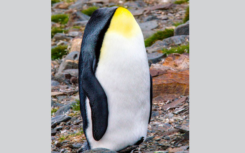 بطريق يظهر وكأن  رأسه قد قطع