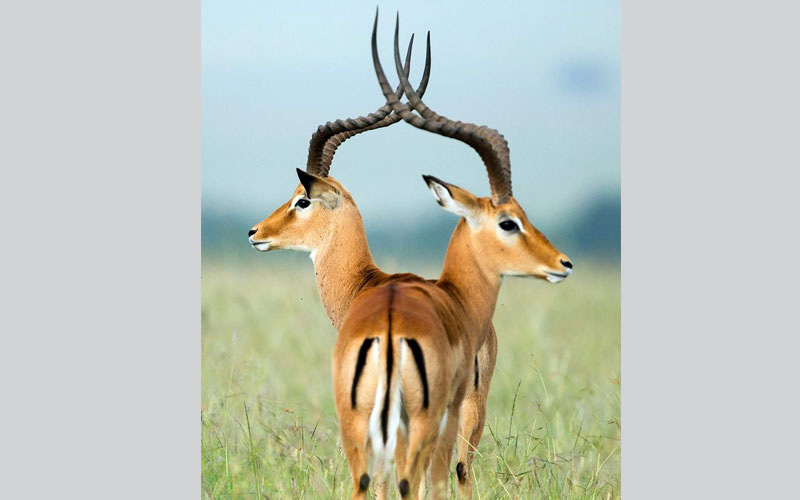 غزالان يظهران وكأنهما جسد واحد برأسين