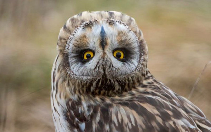 بومة أدارت رأسها فبدى وكأنه مقلوب