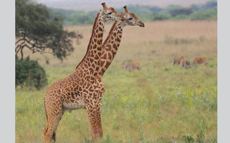 زرافتان تبدوان وكأنهما تتشاركان جسما واحدا برأسين