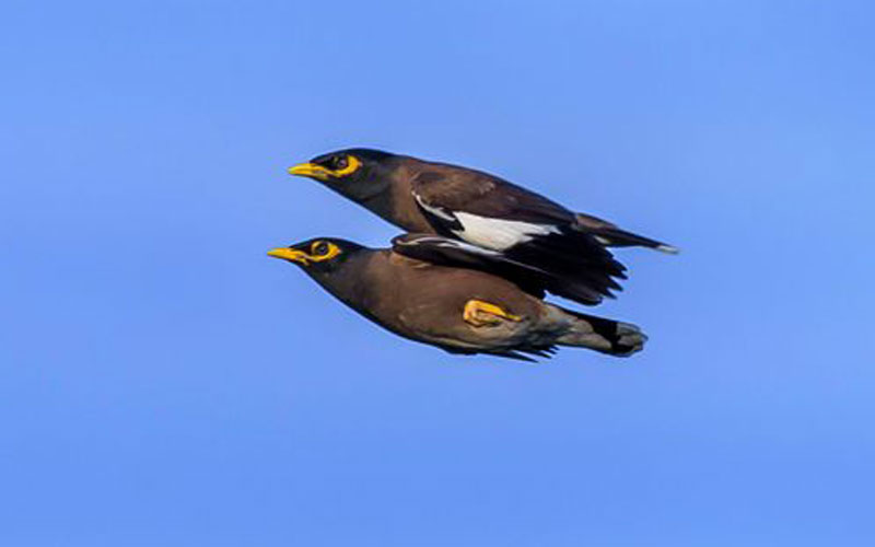 طائران متلاصقان بحيث أصبحا كتلة واحدة أثناء تحليقهما