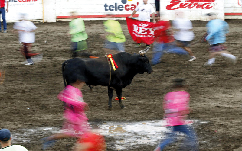 رقصة بولفايتيرس البدائية التي تتعهد بعدم قتل الثور أثناء الاحتفالات التقليدية في سان خوسيه بكوستاريكا، أول من أمس. إي.بي.إيه