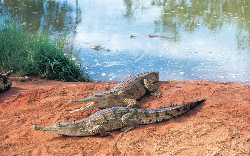 عندما يكون القمر بدراً يكون الجزر كبيراً حيث يتراجع ارتفاع مياه البحر بما يصل إلى 13 متراً.

د.ب.ا