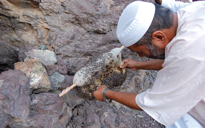 مشروعات تربية النحل ذات مدخول مالي مرتفع. الإمارات اليوم