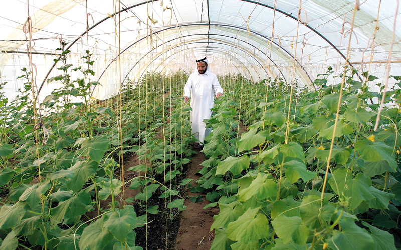 الزراعة الوطنية تواجه منافسة شديدة من المنتجات المستوردة. الإمارات اليوم