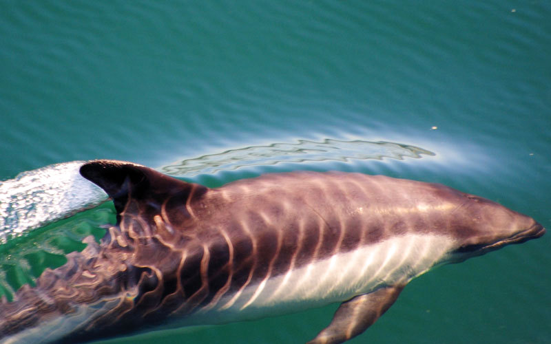 يمكن للسياح الاستمتاع بمشاهدة الدلافين أثناء الرحلة البحرية في باتاجونيا.  د.ب.أ