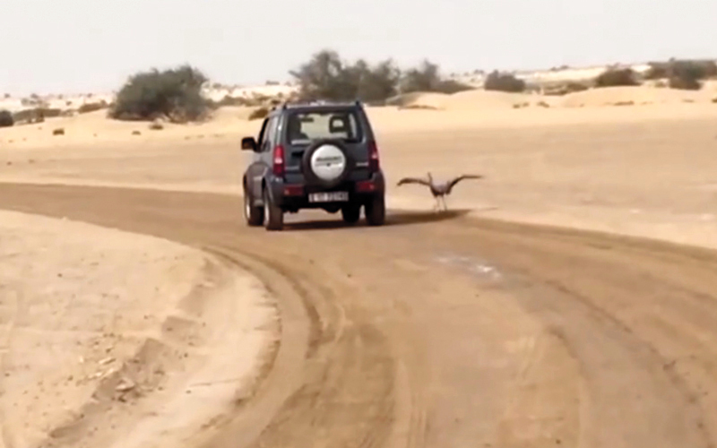 شهد مقطع الفيديو، الذي نشرته سموها البارحة، تفاعلاً كبيراً من الجمهور المتابع، الذي أشار في أغلب تعليقاته إلى إعجابه بهذه القصة الممتعة والمملوءة بالعِبر.