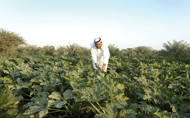 «التغير المناخي» تضع برامج لمكافحة الآفات التي تسبب خسائر للمزارعين. أرشيفية