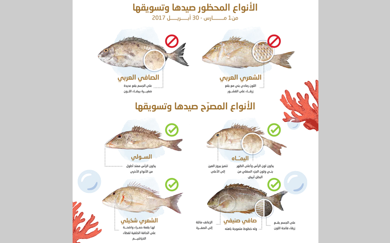 الماموث استيعاب Natura لوحة عن أنواع السمك في الإمارات Comertinsaat Com