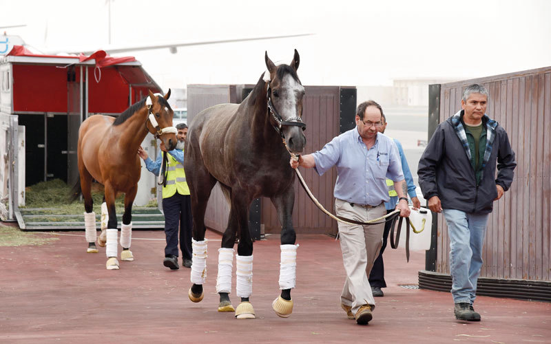 المصنف الأول على مستوى العالم المهر «آروغيت» من أبرز المرشحين للفوز بسباق كأس دبي العالمي. من المصدر