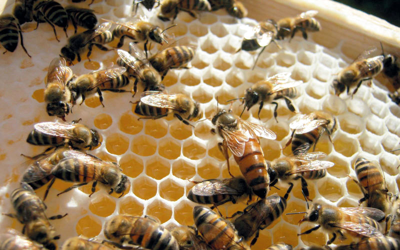 المصنع يتولى تصفية العسل وتعليبه وفق المعايير العالمية. أرشيفية