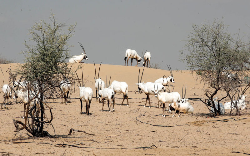 تجارب مميّزة وفرص للتعرف إلى الحياة البرية في صحراء دبي