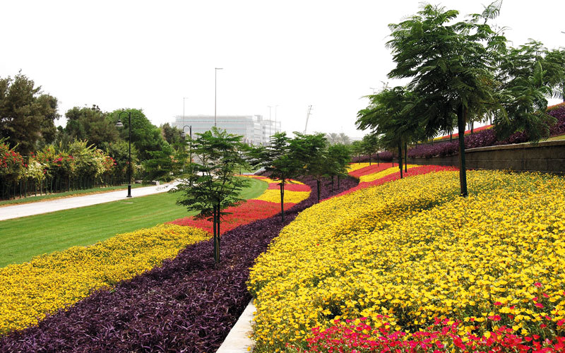 زهور البورتيولاكا ذات العروة الصيفية. من المصدر