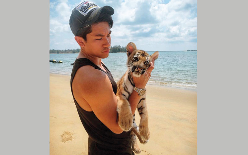 يمسّد رأس نمر صغير. من المصدر