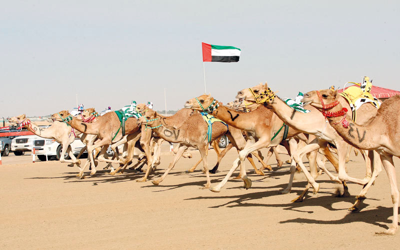 دبي في أبريل.. سباقات الهجن وسيارات كلاسيكيّة في الطقس المشمس