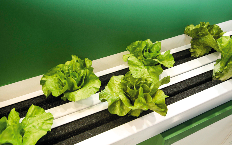 «المزرعة الذكية» يتم استخدامها لزراعة ما يجاوز 30 نوعاً من الورقيات. تصوير: أشوك فيرما